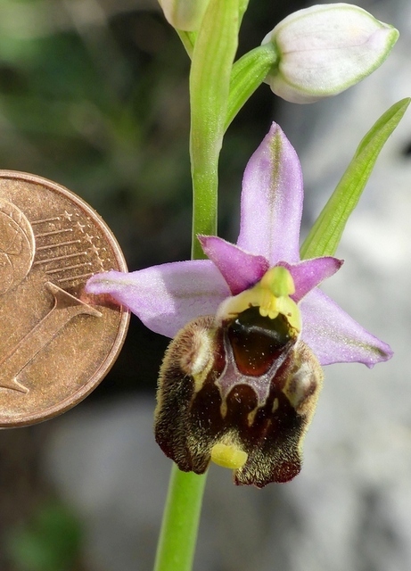 Ophrys crabronifera & Ophrys holosericea sp. � Monti Lucretili  (Roma).